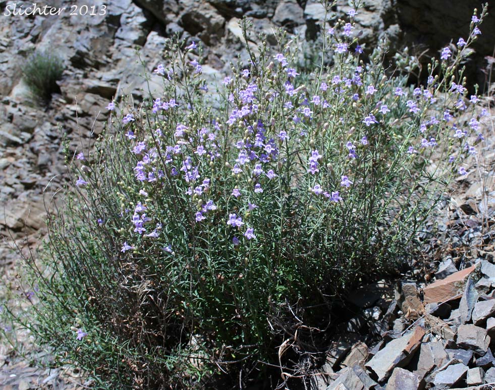 Riggin's Penstemon, Whorled Penstemon: Penstemon triphyllus