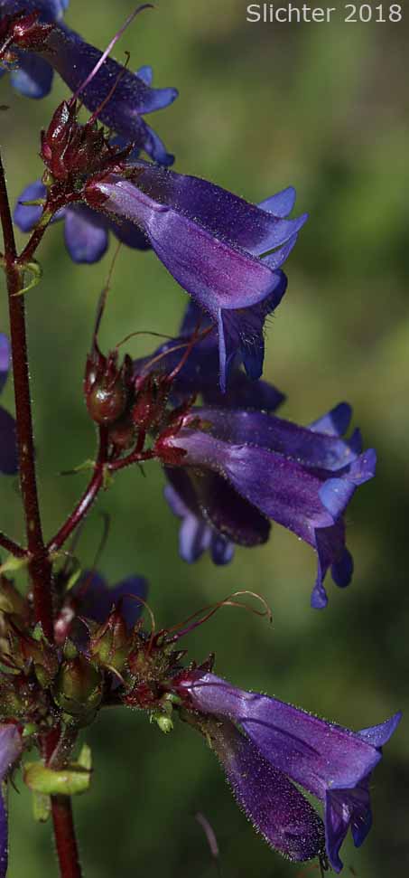 Wilcox's Penstemon: Penstemon wilcoxii Synonym: Penstemon ovatus var. pinetorum)