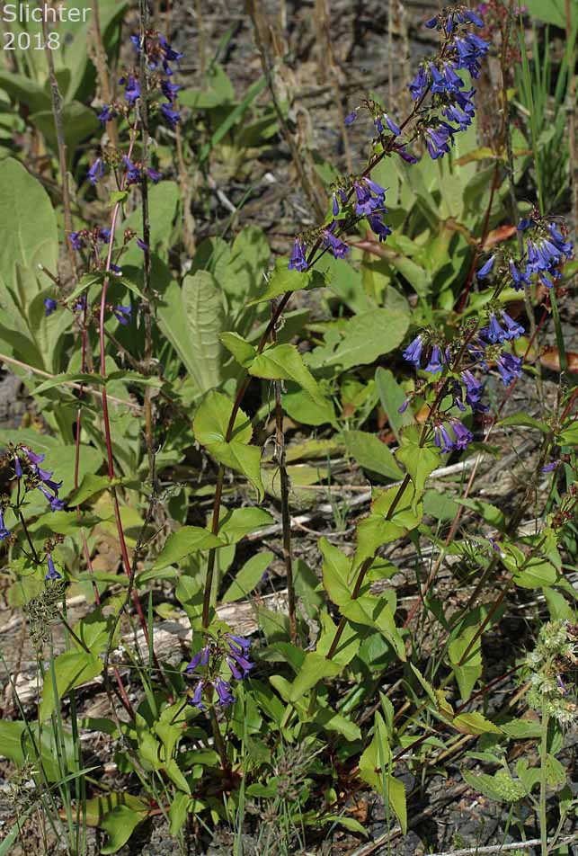 Wilcox's Penstemon: Penstemon wilcoxii Synonym: Penstemon ovatus var. pinetorum)