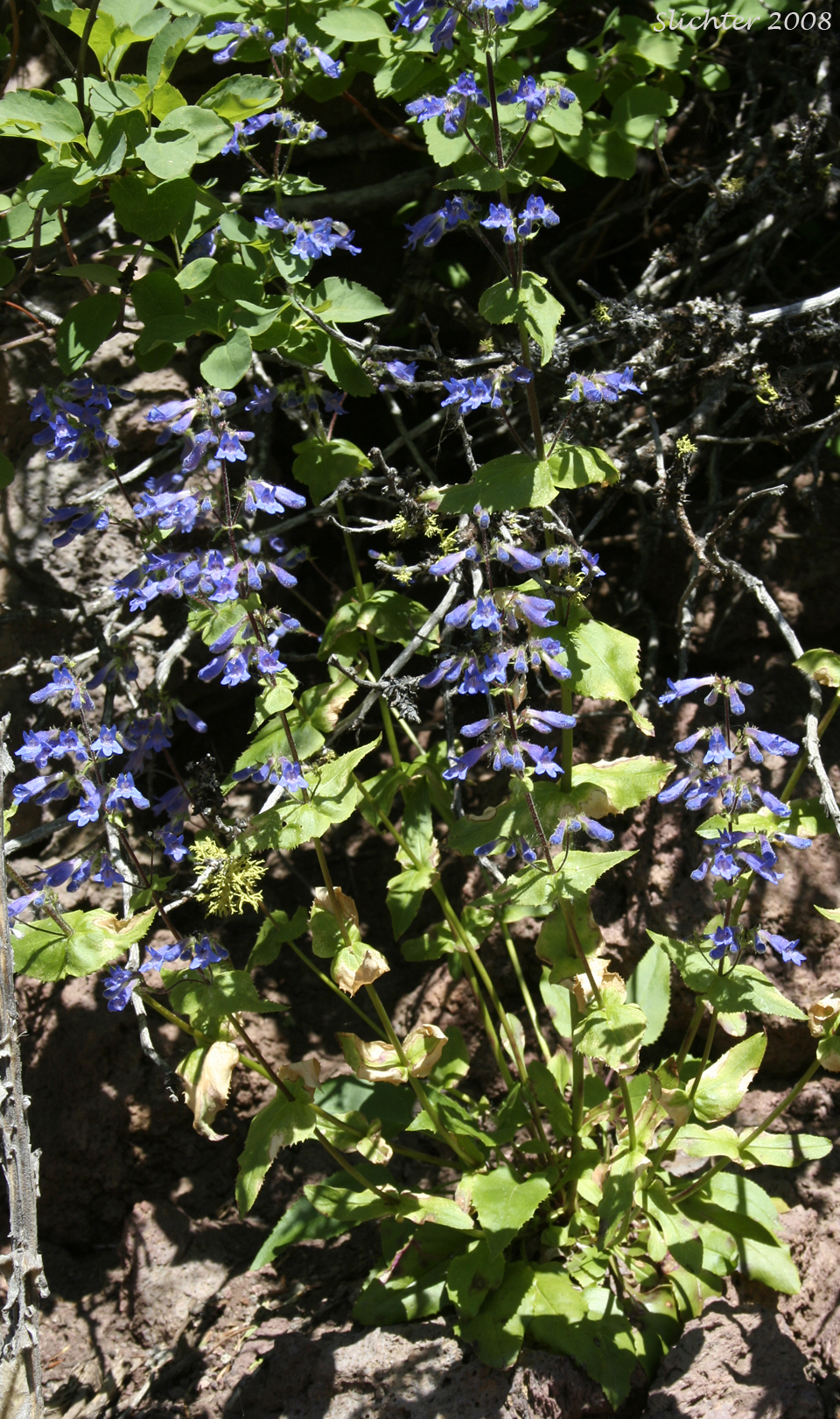 Wilcox's Penstemon: Penstemon wilcoxii Synonym: Penstemon ovatus var. pinetorum)