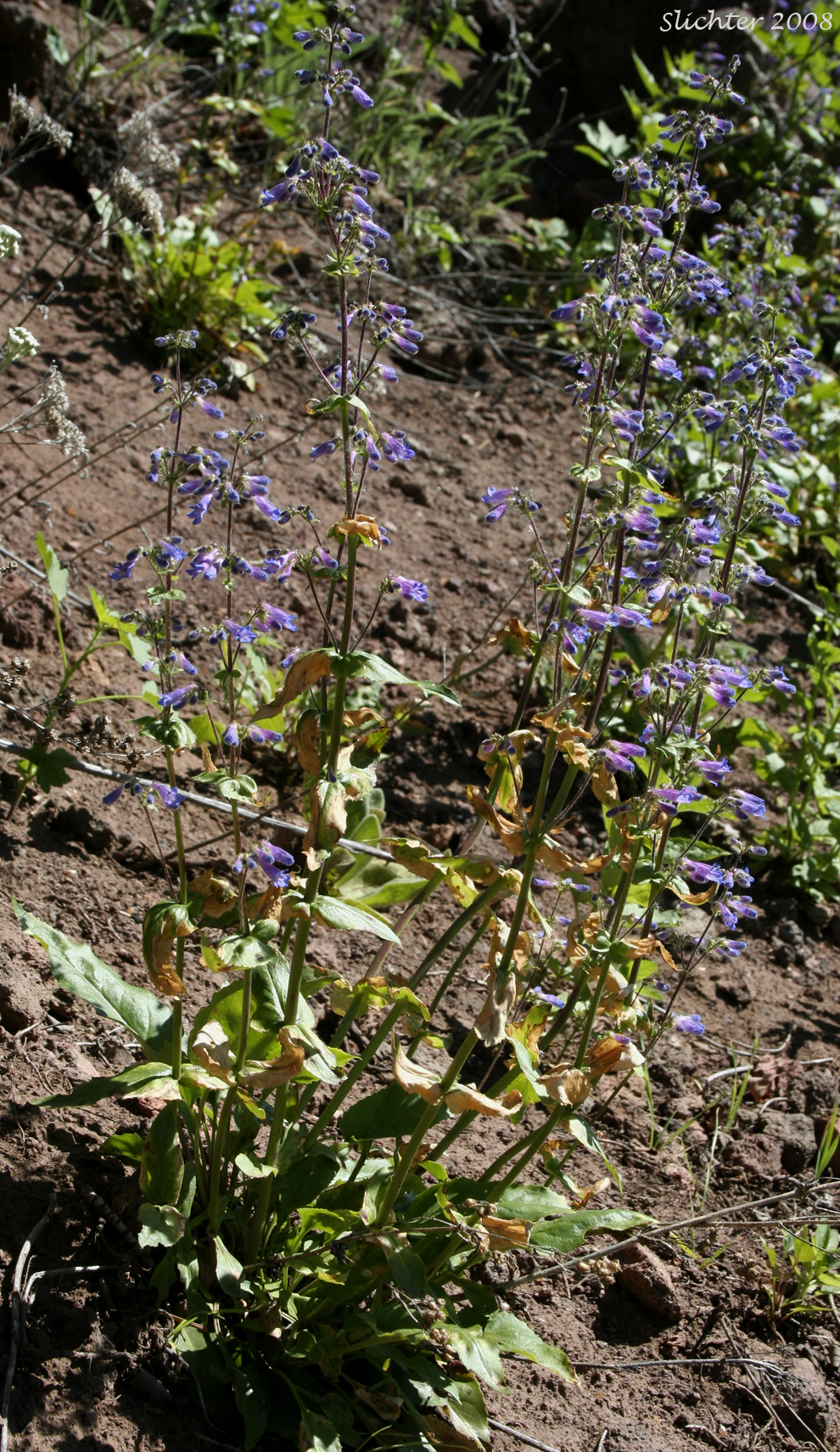 Wilcox's Penstemon: Penstemon wilcoxii Synonym: Penstemon ovatus var. pinetorum)