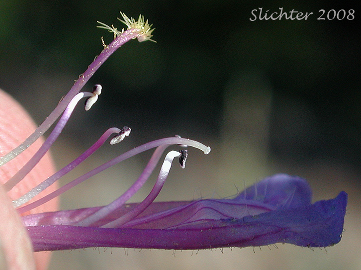 Floral parts of the flower of Wilcox's Penstemon: Penstemon wilcoxii Synonym: Penstemon ovatus var. pinetorum)