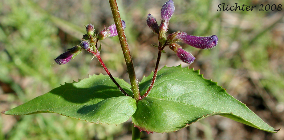 Upper stem leaves of Wilcox's Penstemon: Penstemon wilcoxii Synonym: Penstemon ovatus var. pinetorum)