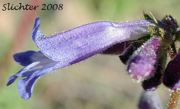 Wilcox's Penstemon: Penstemon wilcoxii Synonym: Penstemon ovatus var. pinetorum)