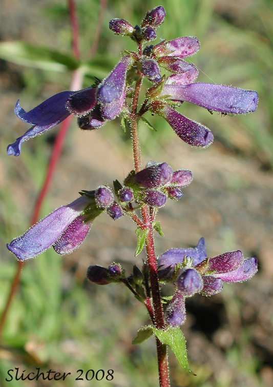Inflorescence of Wilcox's Penstemon: Penstemon wilcoxii Synonym: Penstemon ovatus var. pinetorum)