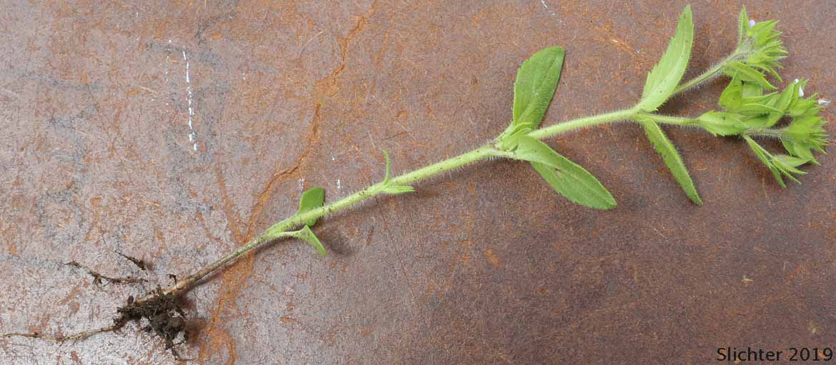 Common Speedwell, Corn Speedwell, Field Speedwell, Wall Speedwell: Veronica arvensis