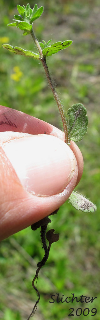 Common Speedwell, Corn Speedwell, Field Speedwell, Wall Speedwell: Veronica arvensis
