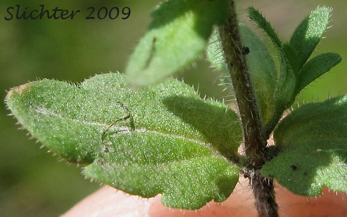 Stem leaf of Common Speedwell, Corn Speedwell, Field Speedwell, Wall Speedwell: Veronica arvensis