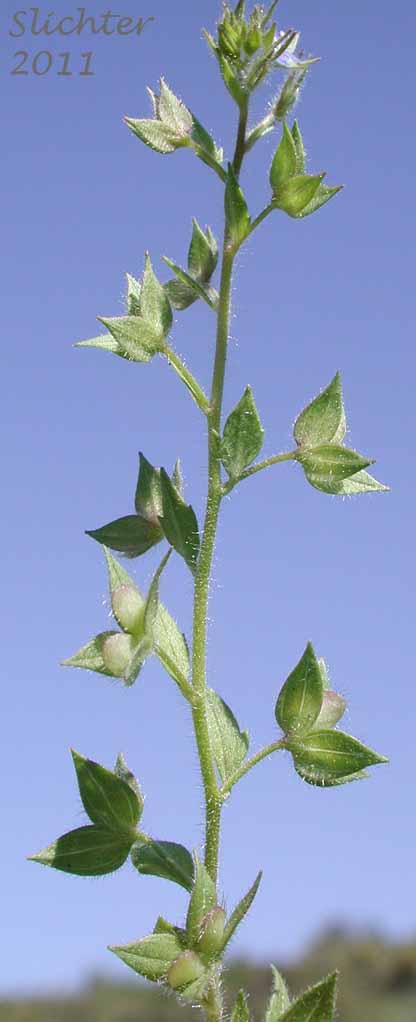 Bilobed Speedwell, Twolobe Speedwell, Two-lobe Speedwell: Veronica biloba (Synonym: Pocilla biloba)