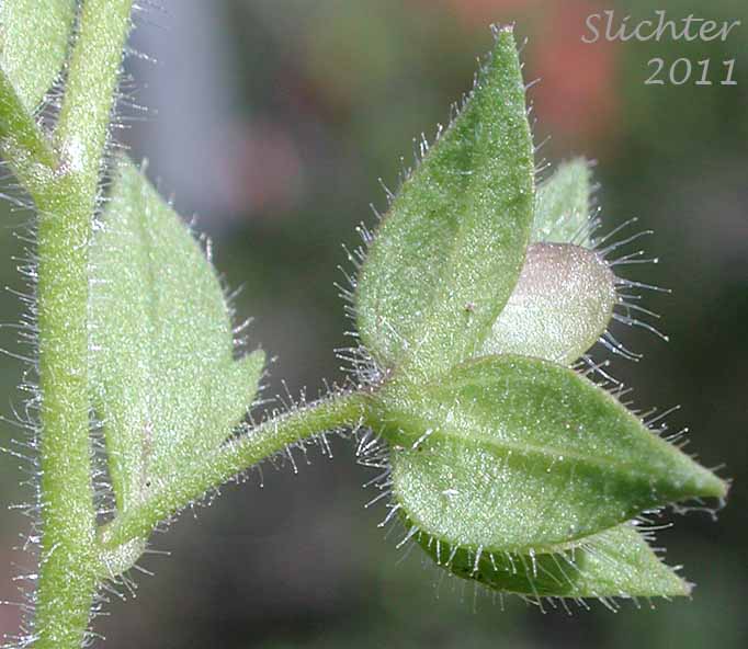 Close-up of the leafy bracts and developing fruit of Bilobed Speedwell, Twolobe Speedwell, Two-lobe Speedwell: Veronica biloba (Synonym: Pocilla biloba)