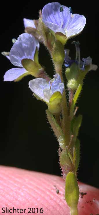 Brightblue Speedwell, Thyme-leaved Speedwell: Veronica serpyllifolia ssp. humifusa (Synonyms: Veronica humifusa, Veronica serpyllifolia var. borealis, Veronica serpyllifolia var. humifusa, Veronica tenella, Veronicastrum serpyllifolium ssp. humifusum)