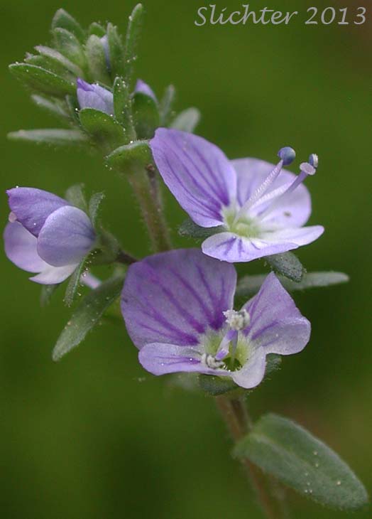 Inflorescence of Brightblue Speedwell, Thyme-leaved Speedwell: Veronica serpyllifolia ssp. humifusa (Synonyms: Veronica humifusa, Veronica serpyllifolia var. borealis, Veronica serpyllifolia var. humifusa, Veronica tenella, Veronicastrum serpyllifolium ssp. humifusum)
