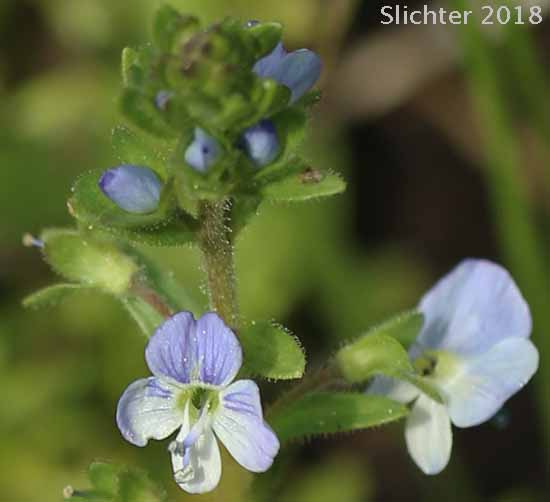 Thymeleaf Speedwell, Thyme-leaved Speedwell: Veronica serpyllifolia ssp. serpyllifolia (Synonyms: Veronica serpyllifolia var. nummularioides, Veronica serpyllifolia var. serpyllifolia, Veronicastrum serpyllifolium)