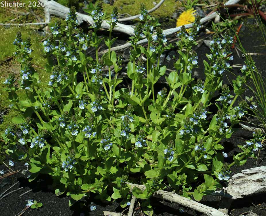 Thymeleaf Speedwell, Thyme-leaved Speedwell: Veronica serpyllifolia ssp. serpyllifolia (Synonyms: Veronica serpyllifolia var. nummularioides, Veronica serpyllifolia var. serpyllifolia, Veronicastrum serpyllifolium)