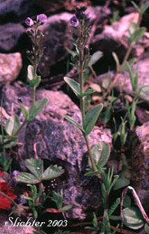 Alpine Speedwell, American Alpine Speedwell, Hairy Speedwell: Veronica wormskjoldii var. wormskjoldii (Synonyms: Veronica alpina, Veronica alpina var. alterniflora, Veronica alpina var. cascadensis, Veronica alpina var. geminiflora, Veronica alpina var. nutans, Veronica alpina var. terrae-novae, Veronica alpina var. unalaschcensis, Veronica nutans, Veronica stelleri var. glabrescens, Veronica wormskjoldii, Veronica wormskjoldii ssp. alterniflora)