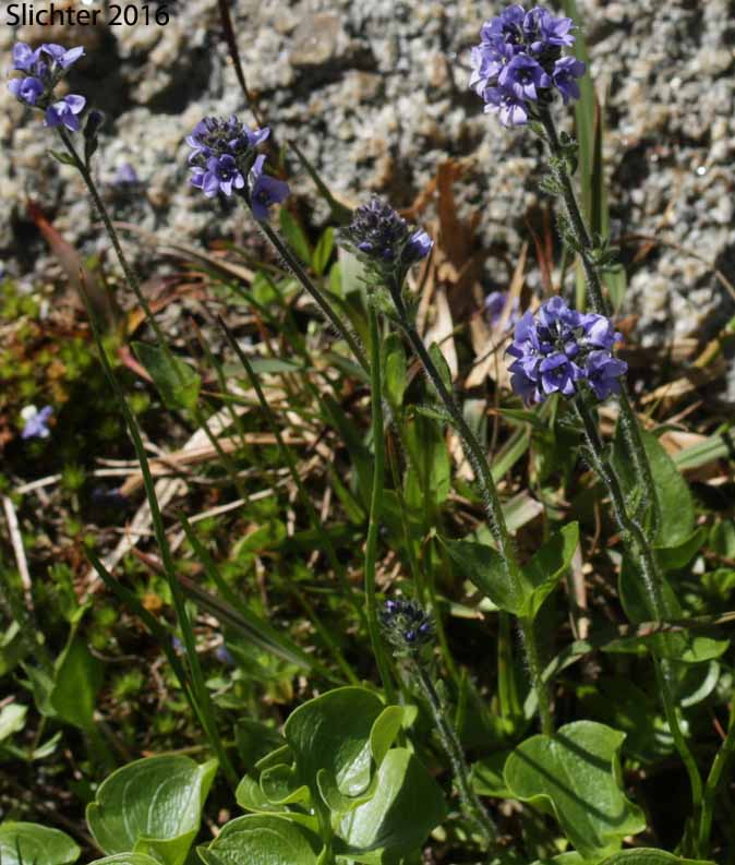 Alpine Speedwell, American Alpine Speedwell, Hairy Speedwell: Veronica wormskjoldii var. wormskjoldii (Synonyms: Veronica alpina, Veronica alpina var. alterniflora, Veronica alpina var. cascadensis, Veronica alpina var. geminiflora, Veronica alpina var. nutans, Veronica alpina var. terrae-novae, Veronica alpina var. unalaschcensis, Veronica nutans, Veronica stelleri var. glabrescens, Veronica wormskjoldii, Veronica wormskjoldii ssp. alterniflora)