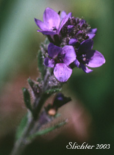 Alpine Speedwell, American Alpine Speedwell, Hairy Speedwell: Veronica wormskjoldii var. wormskjoldii (Synonyms: Veronica alpina, Veronica alpina var. alterniflora, Veronica alpina var. cascadensis, Veronica alpina var. geminiflora, Veronica alpina var. nutans, Veronica alpina var. terrae-novae, Veronica alpina var. unalaschcensis, Veronica nutans, Veronica stelleri var. glabrescens, Veronica wormskjoldii, Veronica wormskjoldii ssp. alterniflora)