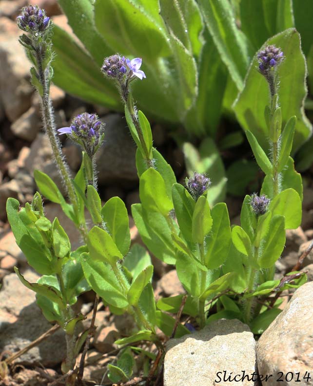 Alpine Speedwell, American Alpine Speedwell, Hairy Speedwell: Veronica wormskjoldii var. wormskjoldii (Synonyms: Veronica alpina, Veronica alpina var. alterniflora, Veronica alpina var. cascadensis, Veronica alpina var. geminiflora, Veronica alpina var. nutans, Veronica alpina var. terrae-novae, Veronica alpina var. unalaschcensis, Veronica nutans, Veronica stelleri var. glabrescens, Veronica wormskjoldii, Veronica wormskjoldii ssp. alterniflora)
