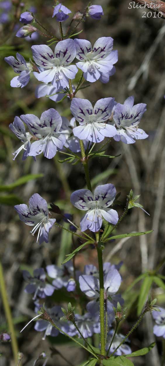 Inflorescence of Greater Baby-innocence, Large-flowered Tonella, Manyflower Tonella: Tonella floribunda