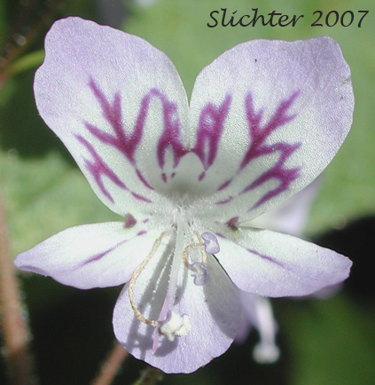 Close-up of a flower of Greater Baby-innocence, Large-flowered Tonella, Manyflower Tonella: Tonella floribunda