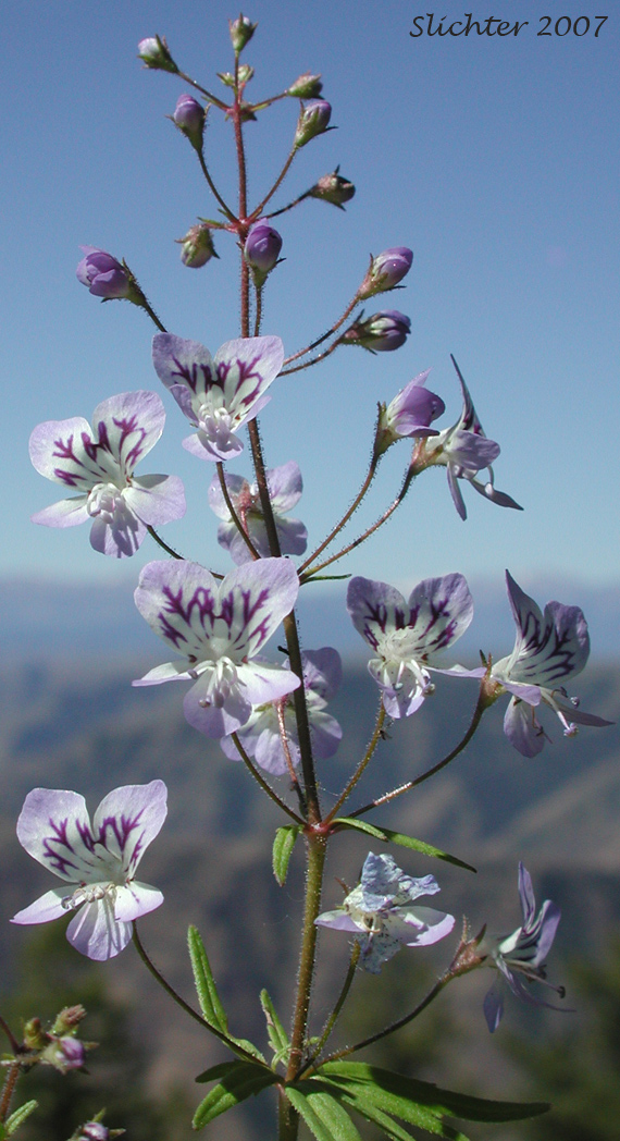 Upper stem leaves and inflorescence of Greater Baby-innocence, Large-flowered Tonella, Manyflower Tonella: Tonella floribunda