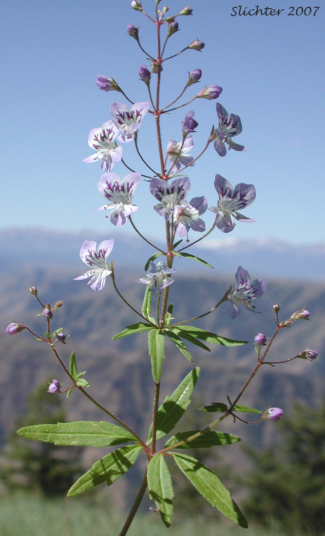 Upper stem leaves and inflorescence of Greater Baby-innocence, Large-flowered Tonella, Manyflower Tonella: Tonella floribunda