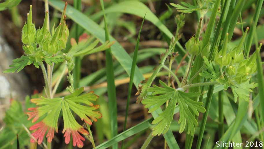 Carolina Crane's-bill, Carolina Geranium: Geranium carolinianum (Synonyms: Geranium carolinianum var. carolinianum, Geranium carolinianum var. confertiflorum, Geranium carolinianum var. sphaerospermum, Geranium sphaerospermum)