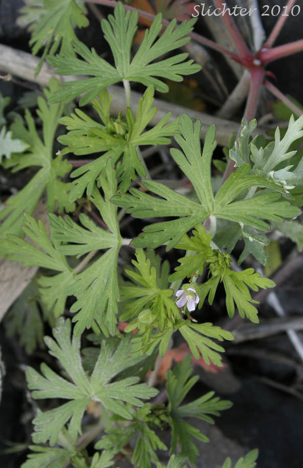Carolina Crane's-bill, Carolina Geranium: Geranium carolinianum (Synonyms: Geranium carolinianum var. carolinianum, Geranium carolinianum var. confertiflorum, Geranium carolinianum var. sphaerospermum, Geranium sphaerospermum)