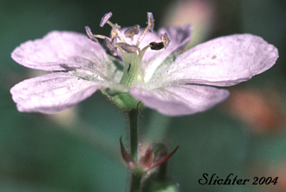 Flower of Richardson's Geranium, White Geranium, Richardson's Crane-bill, Richardson's Crane-bill, White Crane's-bill: Geranium richardsonii