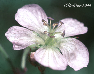 Flower of Richardson's Geranium, White Geranium, Richardson's Crane-bill, Richardson's Crane-bill, White Crane's-bill: Geranium richardsonii