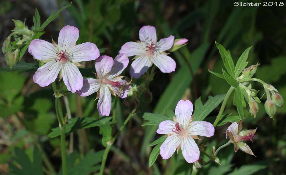 Rydberg's Geranium, Sticky Purple Geranium: Geranium viscosissimum var. incisum (Synonyms: Geranium canum, Geranium nervosum, Geranium strigosius, Geranium strigosum, Geranium viscosissimum ssp. nervosum, Geranium viscosissimum var. nervosum)