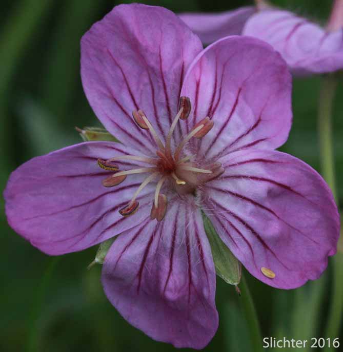 Rydberg's Geranium, Sticky Purple Geranium: Geranium viscosissimum var. incisum (Synonyms: Geranium canum, Geranium nervosum, Geranium strigosius, Geranium strigosum, Geranium viscosissimum ssp. nervosum, Geranium viscosissimum var. nervosum)