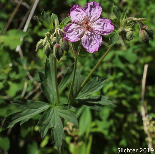 Rydberg's Geranium, Sticky Purple Geranium: Geranium viscosissimum var. incisum (Synonyms: Geranium canum, Geranium nervosum, Geranium strigosius, Geranium strigosum, Geranium viscosissimum ssp. nervosum, Geranium viscosissimum var. nervosum)