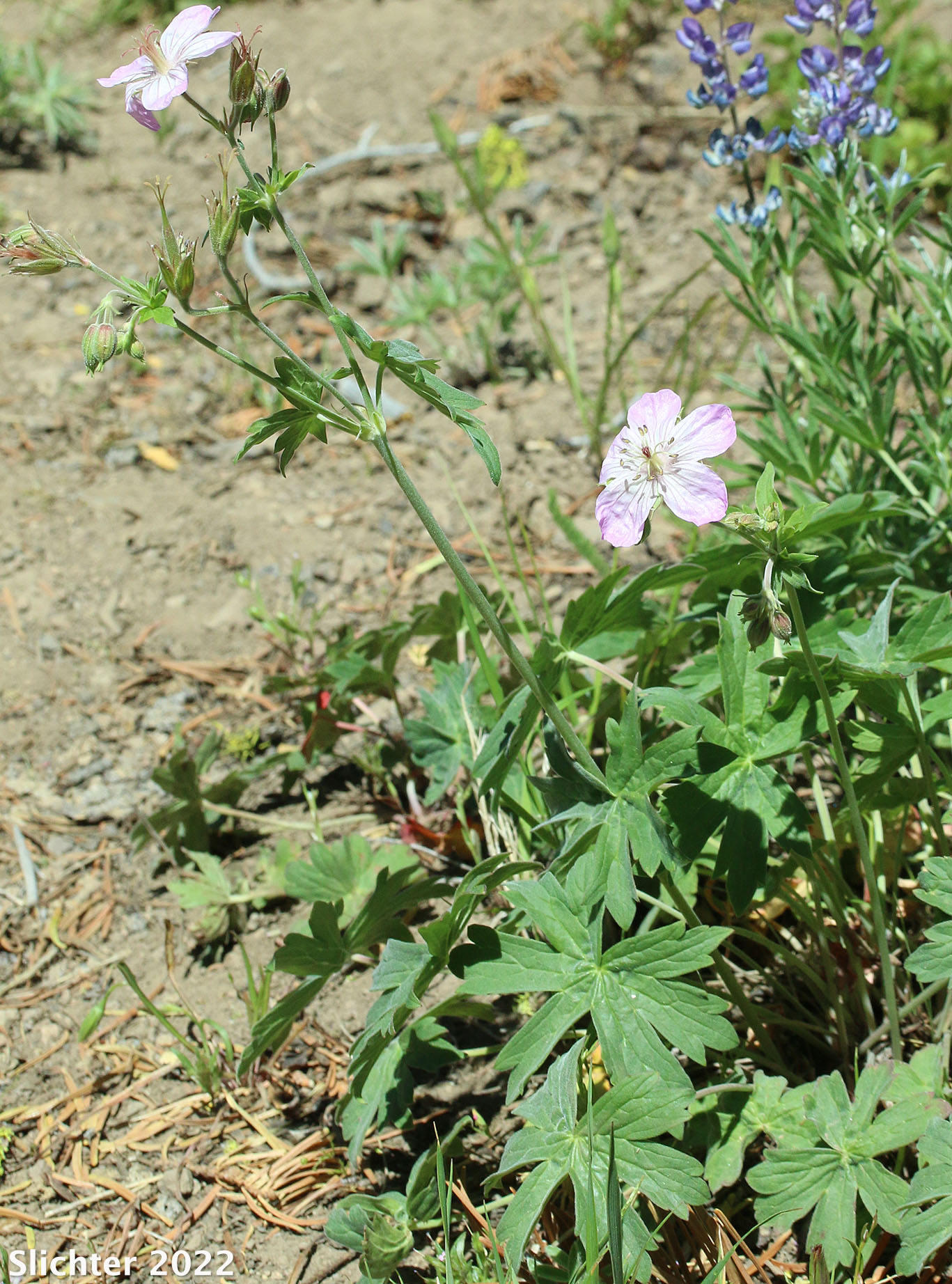 Rydberg's Geranium, Sticky Purple Geranium: Geranium viscosissimum var. incisum (Synonyms: Geranium canum, Geranium nervosum, Geranium strigosius, Geranium strigosum, Geranium viscosissimum ssp. nervosum, Geranium viscosissimum var. nervosum)