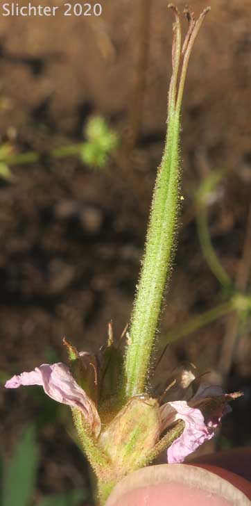 Rydberg's Geranium, Sticky Purple Geranium: Geranium viscosissimum var. incisum (Synonyms: Geranium canum, Geranium nervosum, Geranium strigosius, Geranium strigosum, Geranium viscosissimum ssp. nervosum, Geranium viscosissimum var. nervosum)