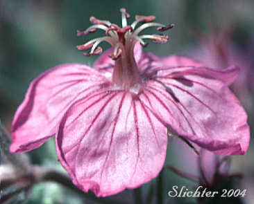 Flower of Sticky Geranium, Sticky Purple Geranium: Geranium viscosissimum var. viscosissimum (Synonym: Geranium attenuilobum)