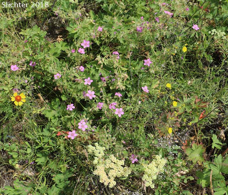 Sticky Geranium, Sticky Purple Geranium: Geranium viscosissimum var. viscosissimum (Synonym: Geranium attenuilobum)