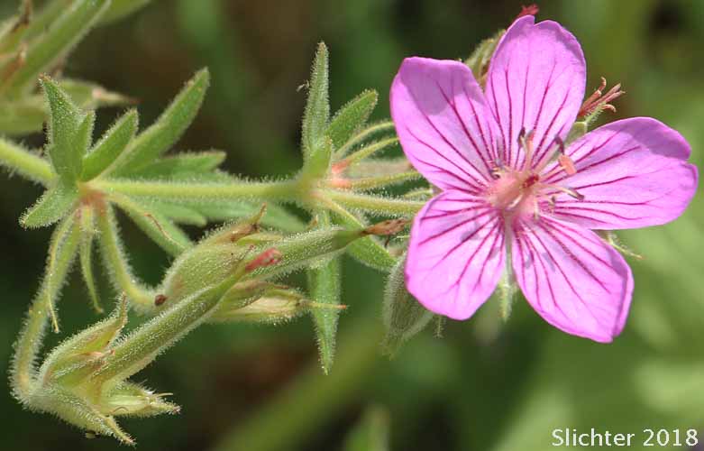 Sticky Geranium, Sticky Purple Geranium: Geranium viscosissimum var. viscosissimum (Synonym: Geranium attenuilobum)