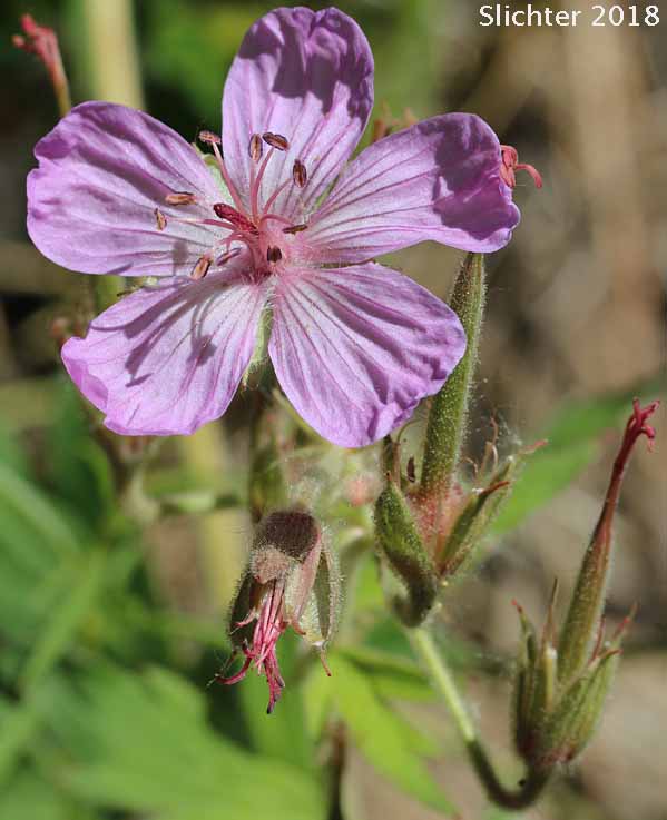 Sticky Geranium, Sticky Purple Geranium: Geranium viscosissimum var. viscosissimum (Synonym: Geranium attenuilobum)