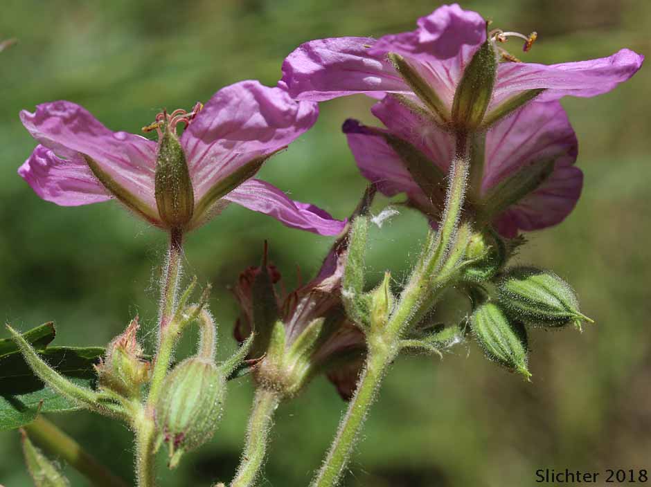Sticky Geranium, Sticky Purple Geranium: Geranium viscosissimum var. viscosissimum (Synonym: Geranium attenuilobum)