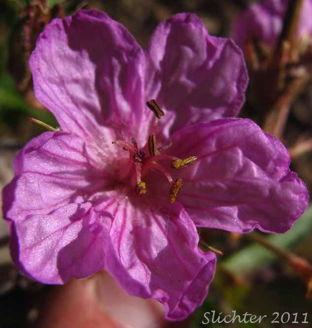 Flower of Sticky Geranium, Sticky Purple Geranium: Geranium viscosissimum var. viscosissimum (Synonym: Geranium attenuilobum)