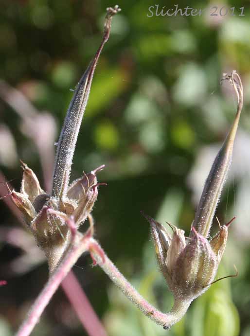 Maturing fruits of 