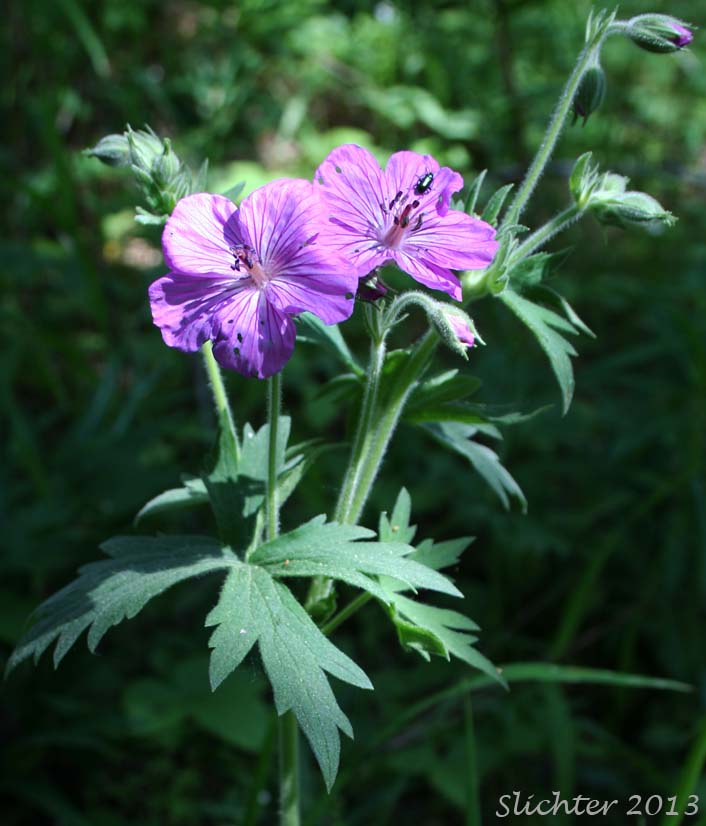 Sticky Geranium, Sticky Purple Geranium: Geranium viscosissimum var. viscosissimum (Synonym: Geranium attenuilobum)