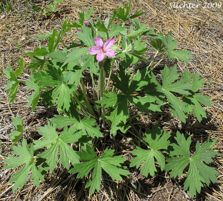 Sticky Geranium, Sticky Purple Geranium: Geranium viscosissimum var. viscosissimum (Synonym: Geranium attenuilobum)