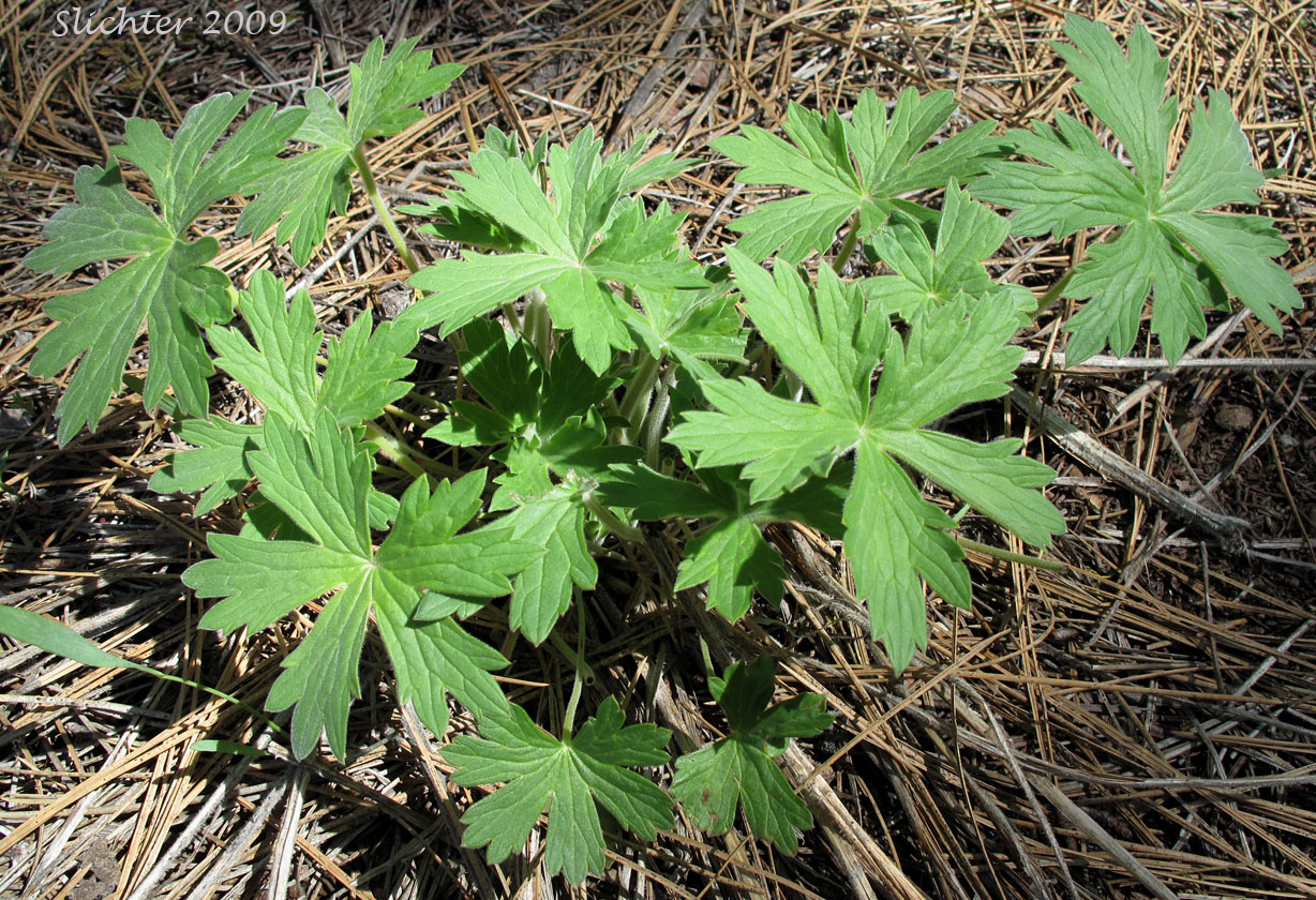 Leaves of Sticky Geranium, Sticky Purple Geranium: Geranium viscosissimum var. viscosissimum (Synonym: Geranium attenuilobum)