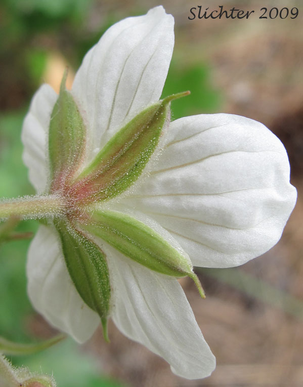 Underside of the flower of Sticky Geranium, Sticky Purple Geranium: Geranium viscosissimum var. viscosissimum (Synonym: Geranium attenuilobum)