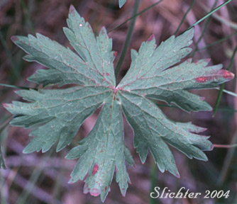 Leaf of Sticky Geranium, Sticky Purple Geranium: Geranium viscosissimum var. viscosissimum (Synonym: Geranium attenuilobum)