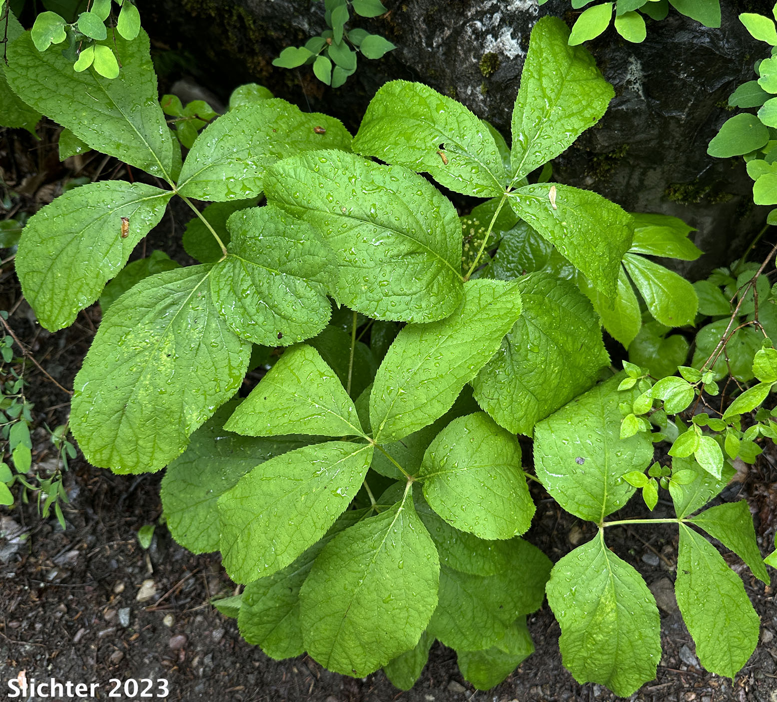 Wild Sarsaparilla: Aralia nudicaulis (Synonyms: Aralia nudicaulis var. elongata, Aralia nudicaulis var. prolifera)