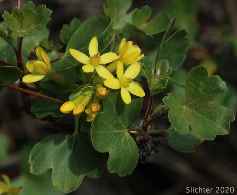 Golden Currant: Ribes aureum var. aureum (Synonym: Chrysobotrya aurea)