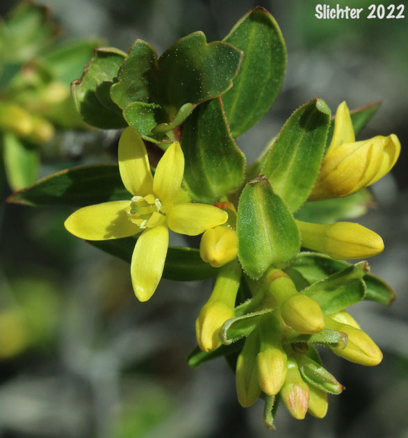 Flower and leaves of Golden Currant: Ribes aureum var. aureum (Synonym: Chrysobotrya aurea)